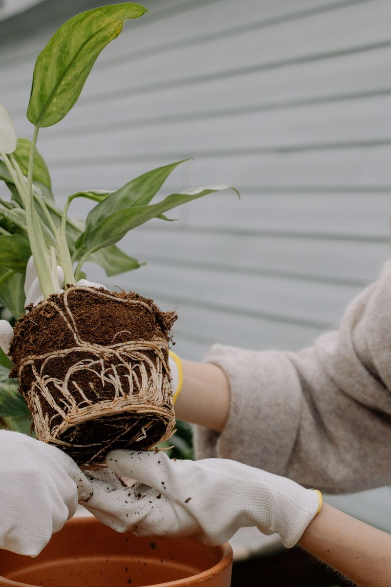 Repot Only If The Roots Are Truly Crowded Repot Only If The Roots Are Truly Crowded