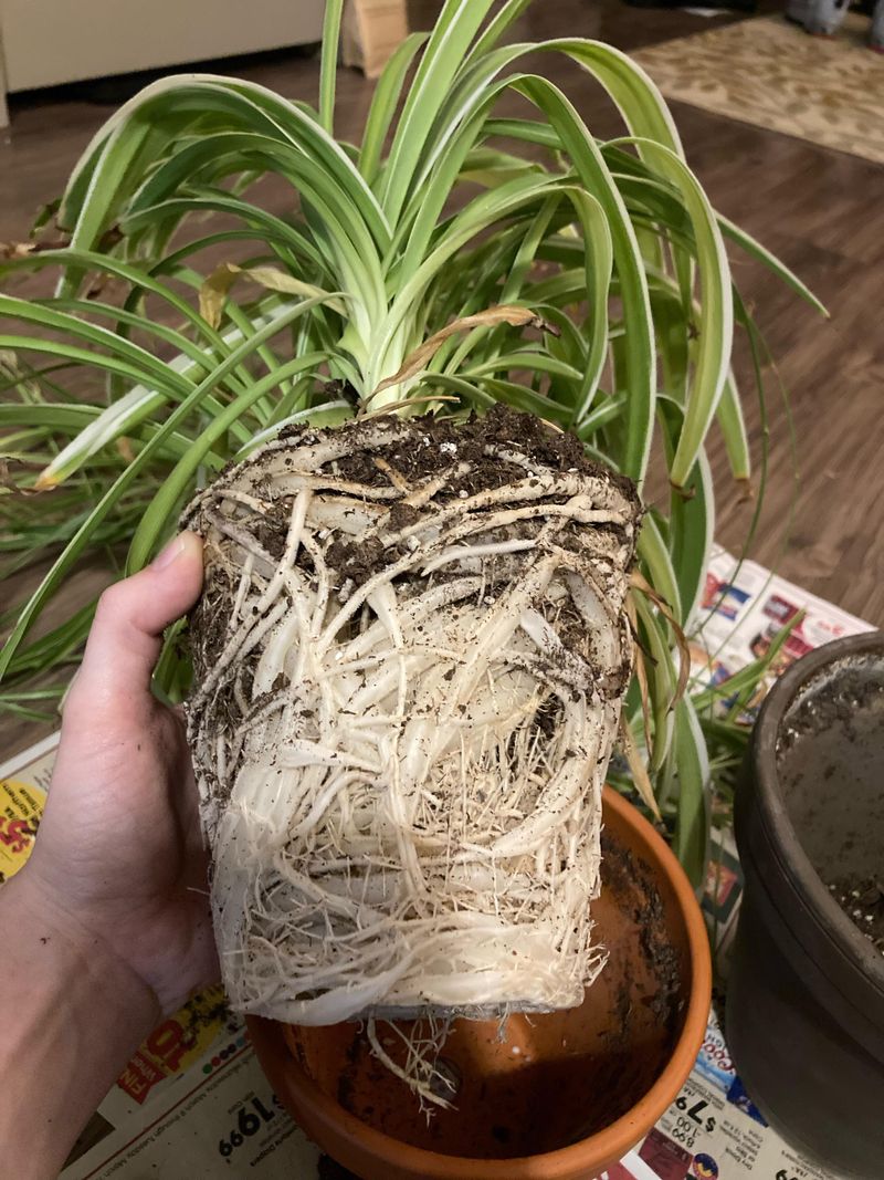 Repot When Roots Become Crowded
