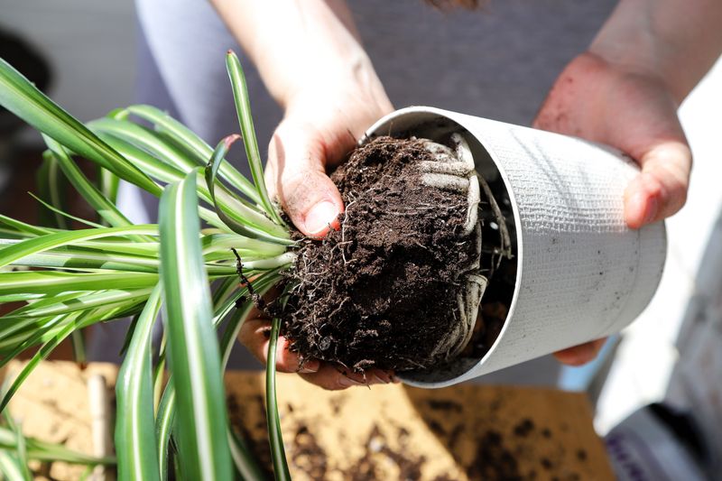 Repot When Soil Stops Draining Well Repot When Soil Stops Draining Well