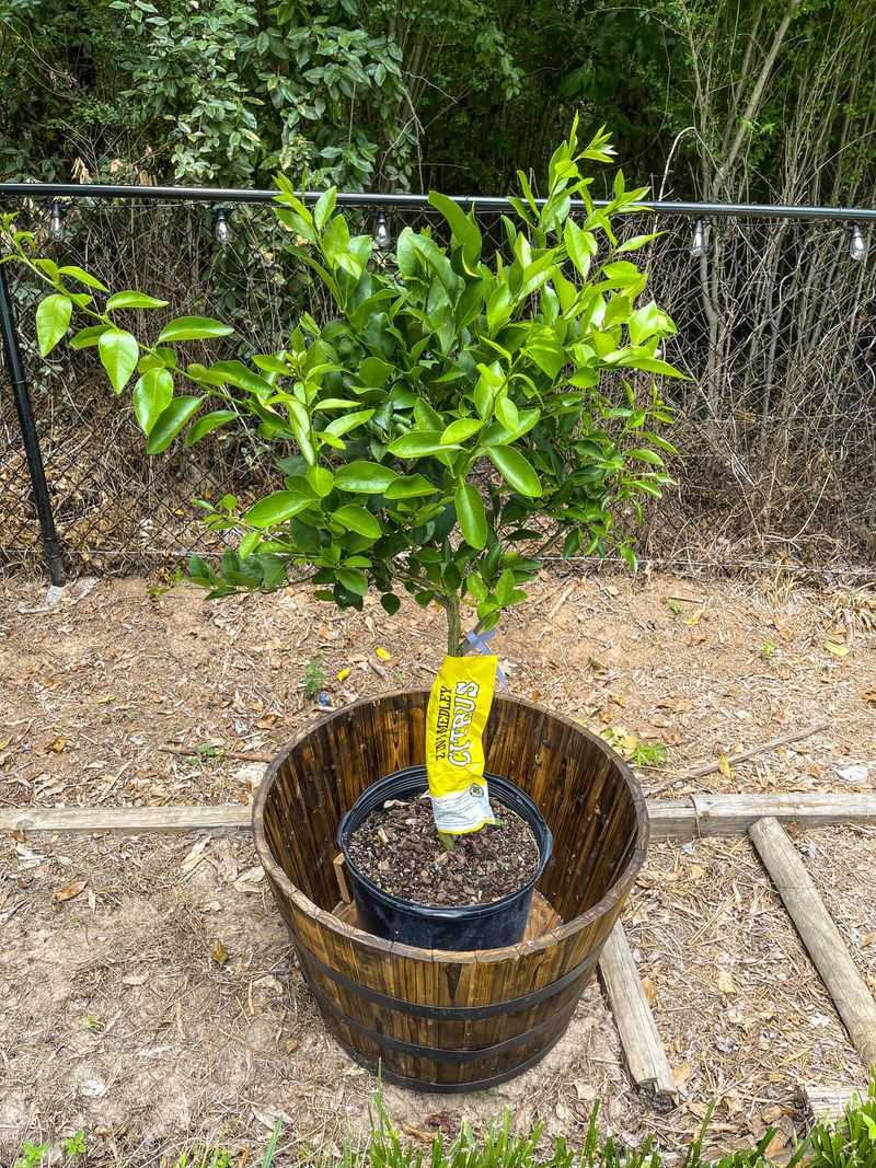 Repotting May Solve The Real Issue