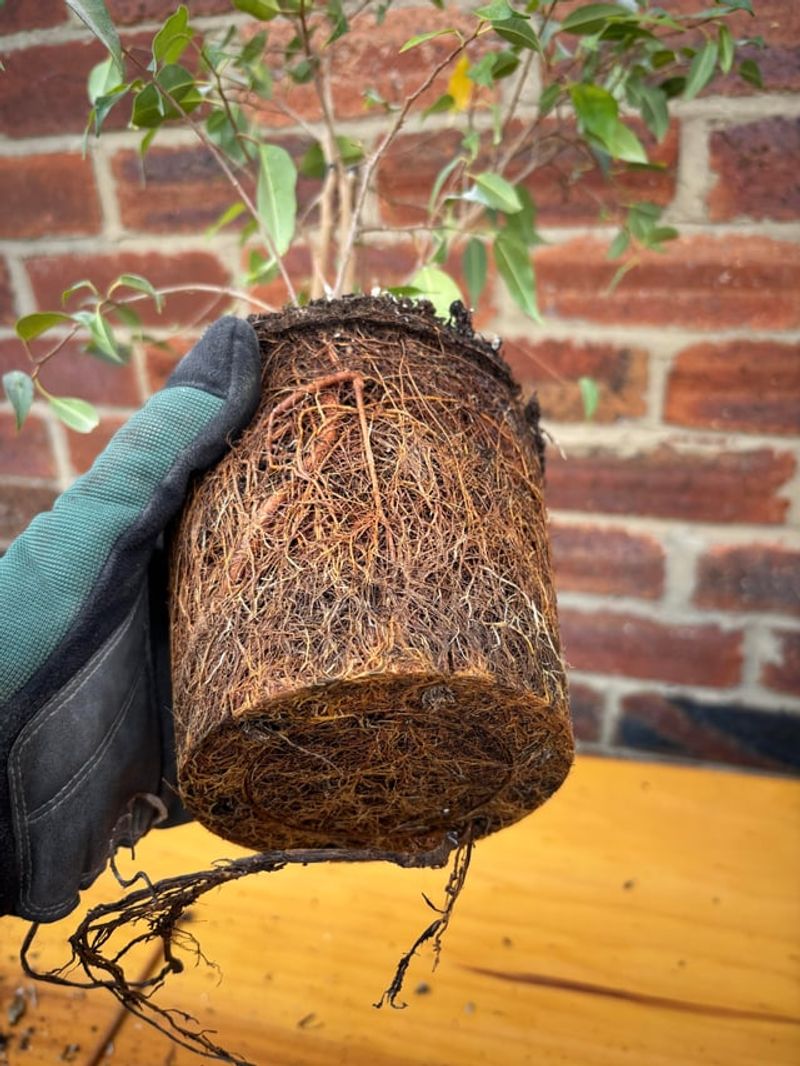Repotting Solves A Root Bound Problem