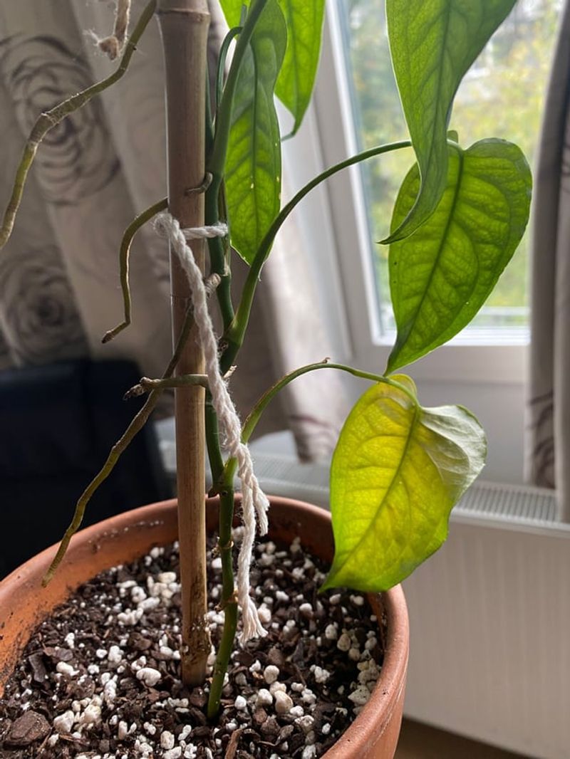 Repotting Steps That Apply To All Of Them