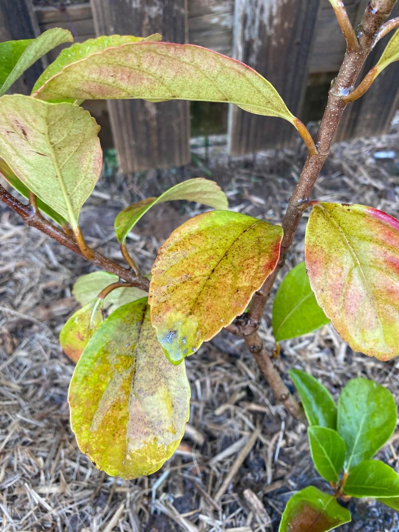 Rescue Moves For A Wilted, Stressed Shrub Rescue Moves For A Wilted, Stressed Shrub
