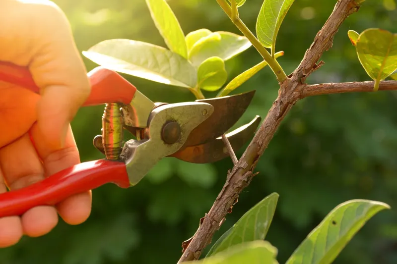 Research Each Plant's Real Pruning Window