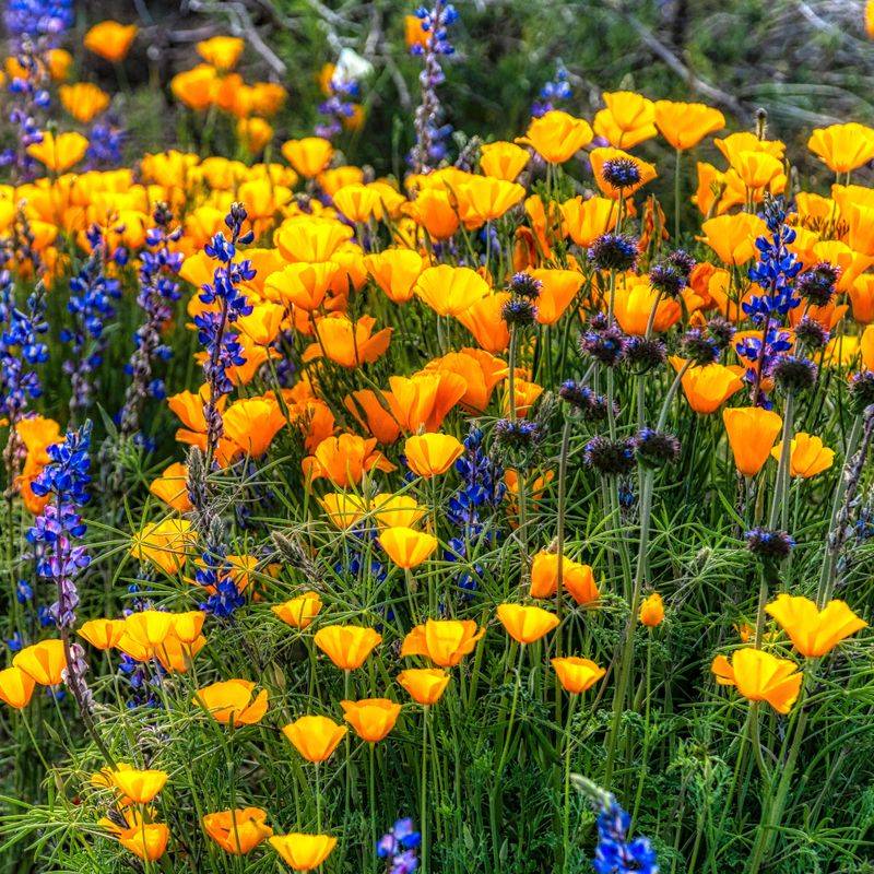 Reseeding Requires the Right Arizona Conditions
