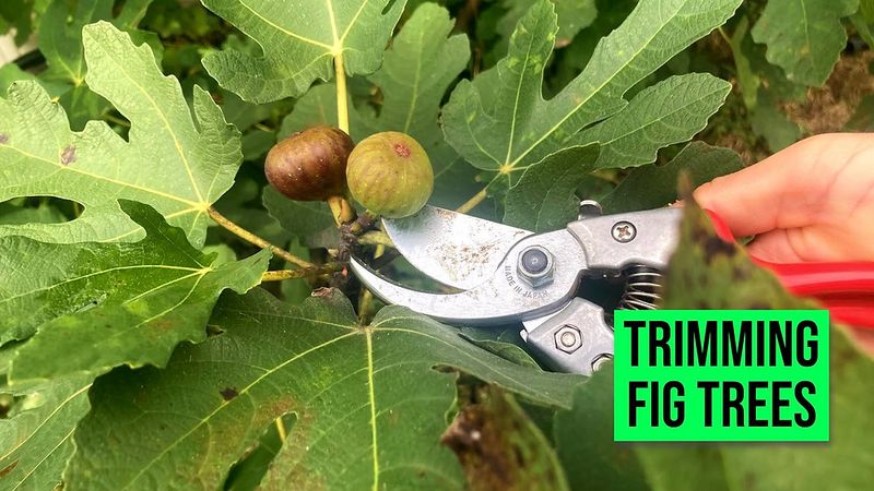 Reserve major pruning for the appropriate season Reserve major pruning for the appropriate season