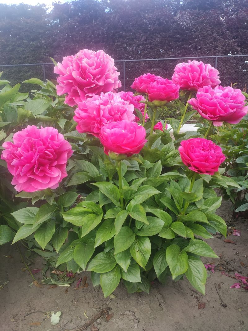 Resetting A Buried Peony Properly