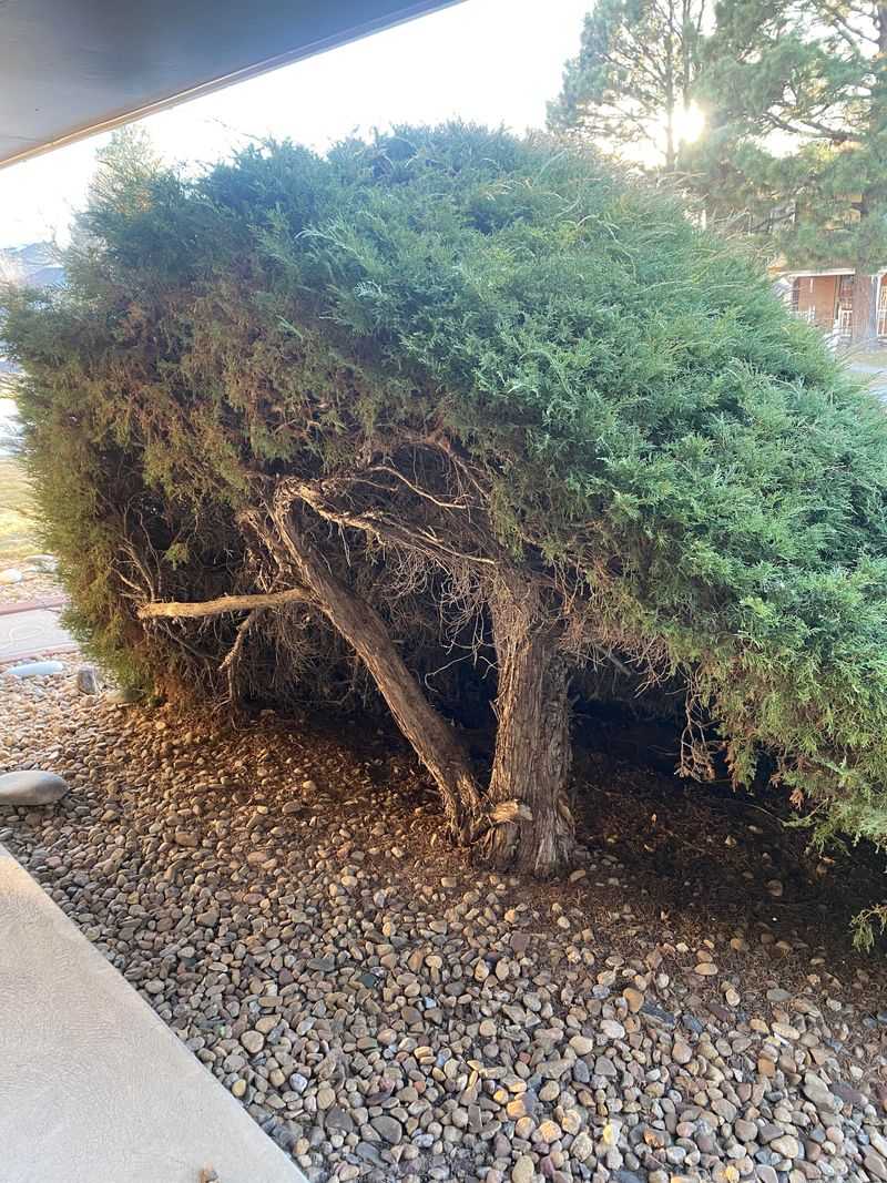 Resinous Growth Makes Fire Risk Worse