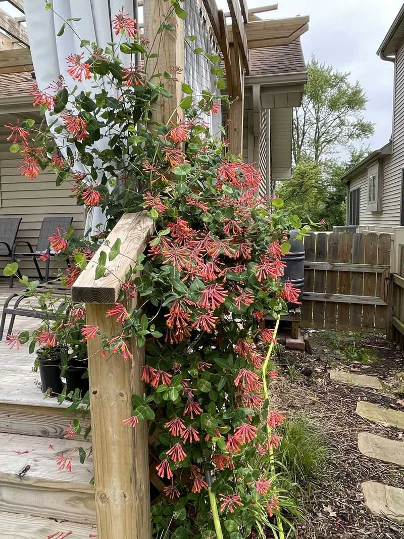 Resinous Plants Carry Fire Fast Resinous Plants Carry Fire Fast
