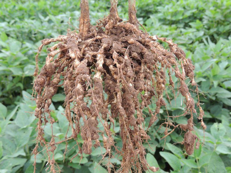Resistant Varieties And A Stronger Garden Next Season