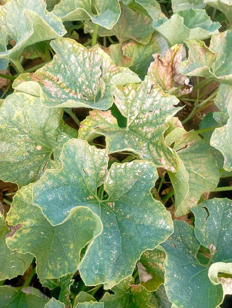 Resistant Varieties And Fall Cleanup For A Cleaner Next Season Resistant Varieties And Fall Cleanup For A Cleaner Next Season