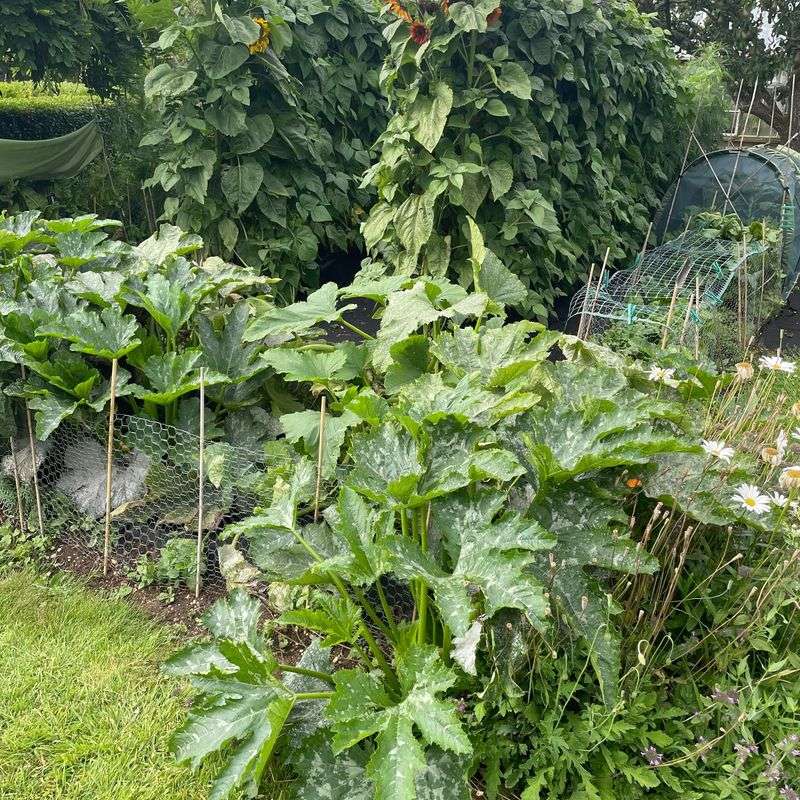Resistant Varieties And Next Season's Garden Plan Resistant Varieties And Next Season's Garden Plan