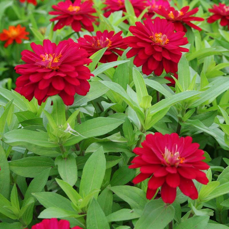 Resistant Varieties Reduce Future Outbreaks