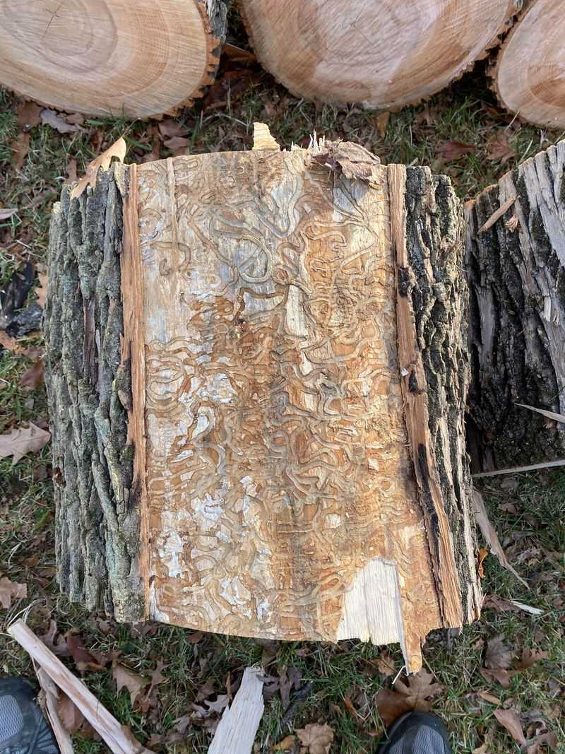 Respect Missouri Rules About Moving Firewood