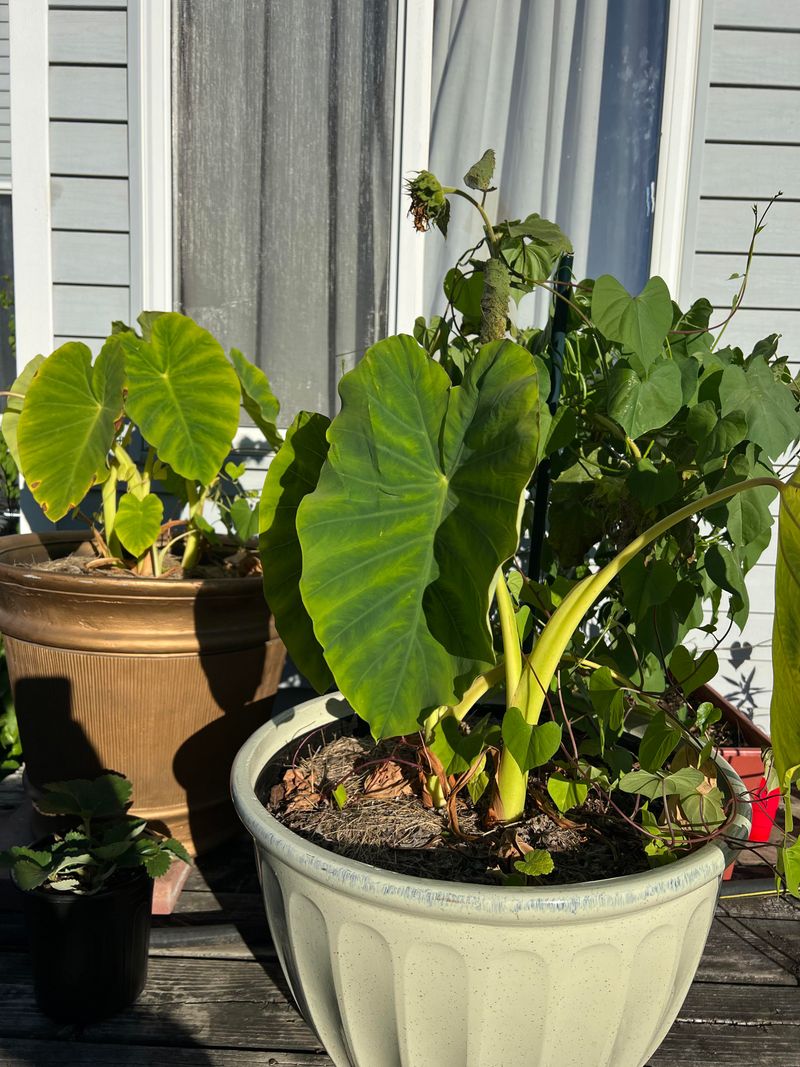 Restart Growth Gradually When Spring Returns