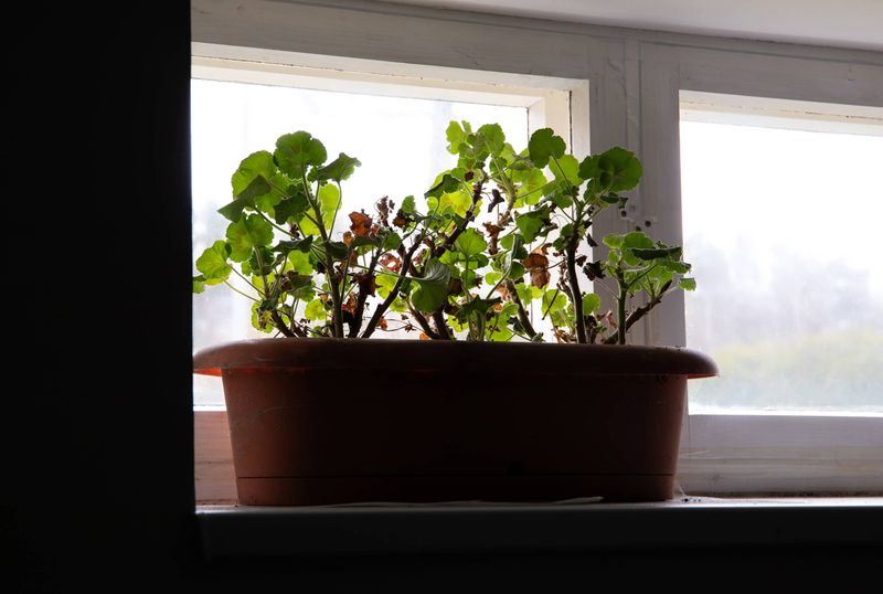 Restart Wisconsin Pelargoniums in Early Spring