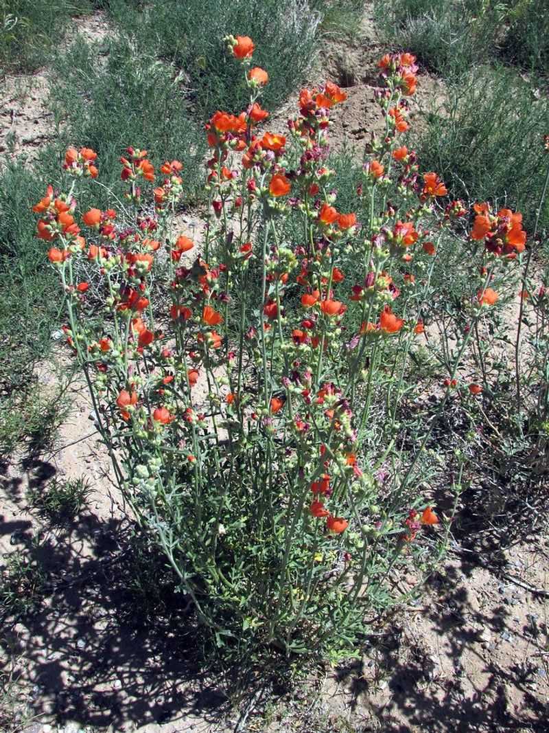 Restoration use is not proof of soil rebuilding Restoration use is not proof of soil rebuilding