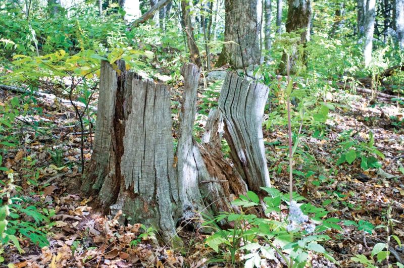 Restoring a species requires more than blight tolerance Restoring a species requires more than blight tolerance