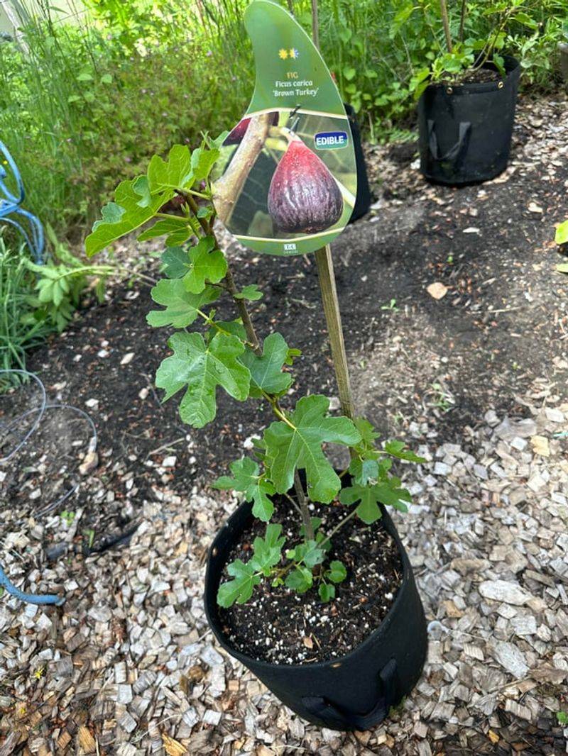 Restrict Roots To Encourage Fruiting