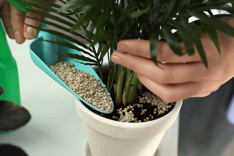 Resume Feeding When Conditions Support Growth