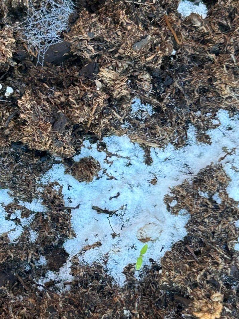 Returning Moisture Wakes Up Dormant Fungi Returning Moisture Wakes Up Dormant Fungi