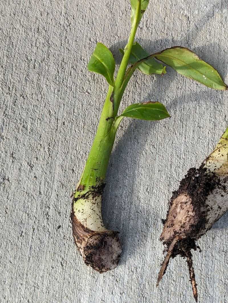 Rhizomes Push Out New Suckers Fast Rhizomes Push Out New Suckers Fast