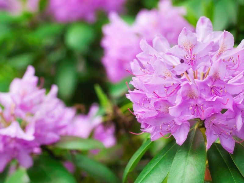 Rhododendron (Rhododendron spp.)