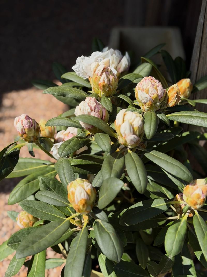 Rhododendrons Are Busy Forming Next Year's Flower Buds Rhododendrons Are Busy Forming Next Year's Flower Buds