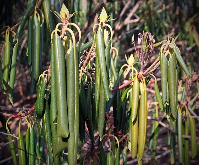 Rhododendrons Need Moist Roots Before The Ground Freezes Rhododendrons Need Moist Roots Before The Ground Freezes