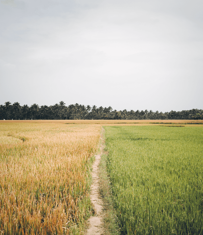 Rice Fields Trade One Crop For Another