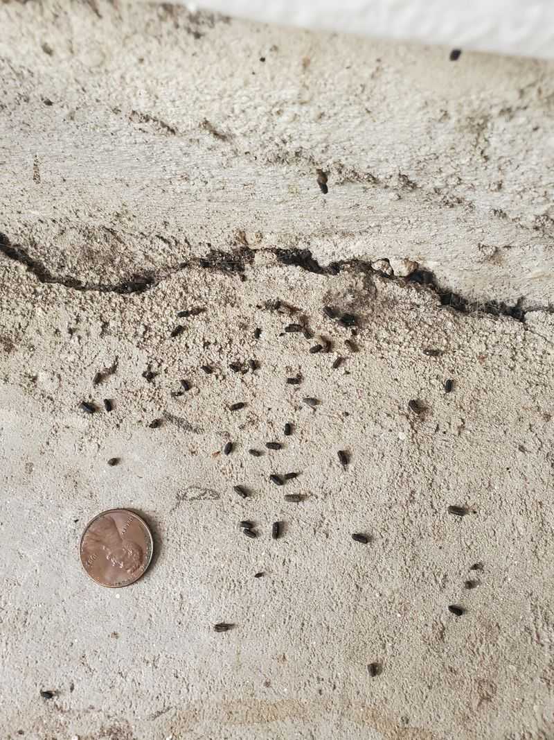 Rice Grain Droppings