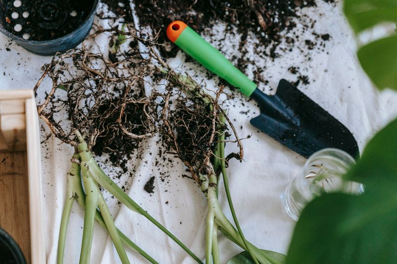 Rich Soil And Heavy Feeding Cause Floppy Stems Rich Soil And Heavy Feeding Cause Floppy Stems