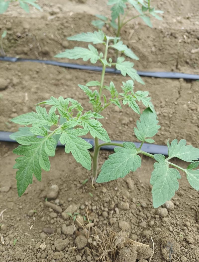 Richer Soil For Next Year's Tomatoes