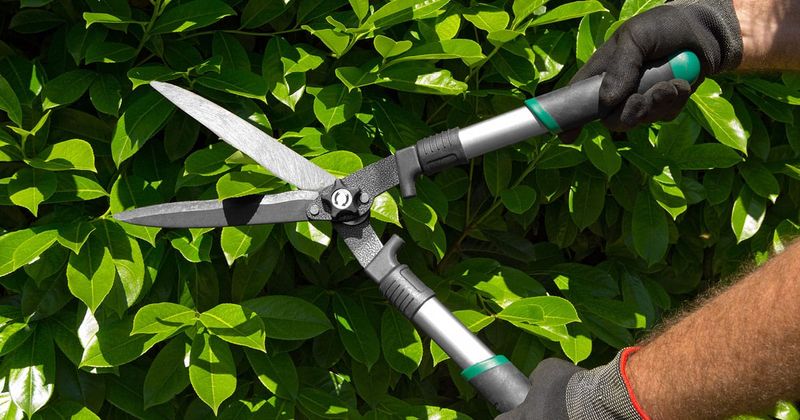 Right After Flowering Is The Better Time To Prune