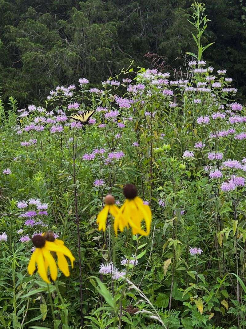 Right Beside Aggressive Spreading Plants Right Beside Aggressive Spreading Plants