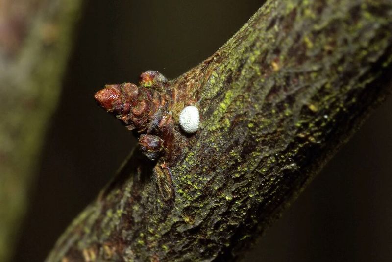 Right Now, Eggs Are Going Onto Bare Twigs Right Now, Eggs Are Going Onto Bare Twigs