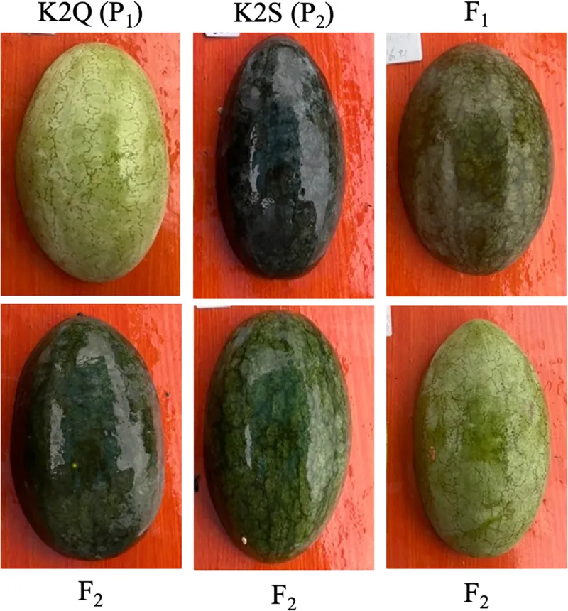 Rind and flesh develop along different biological pathways