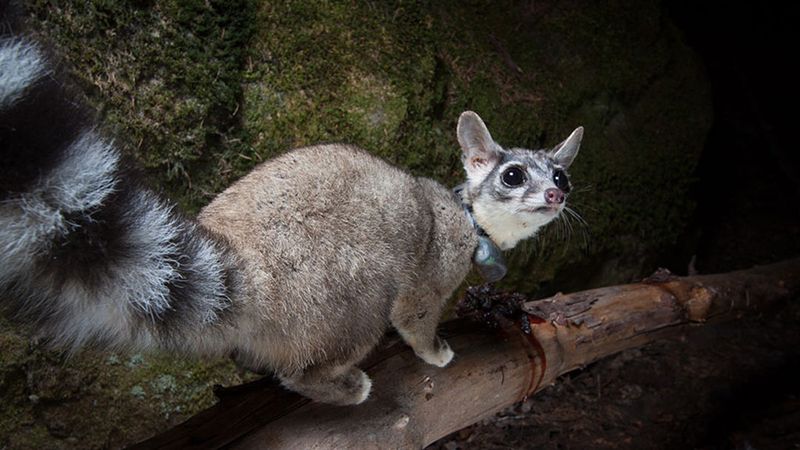 Ringtails Stay Active Through Every Season Ringtails Stay Active Through Every Season