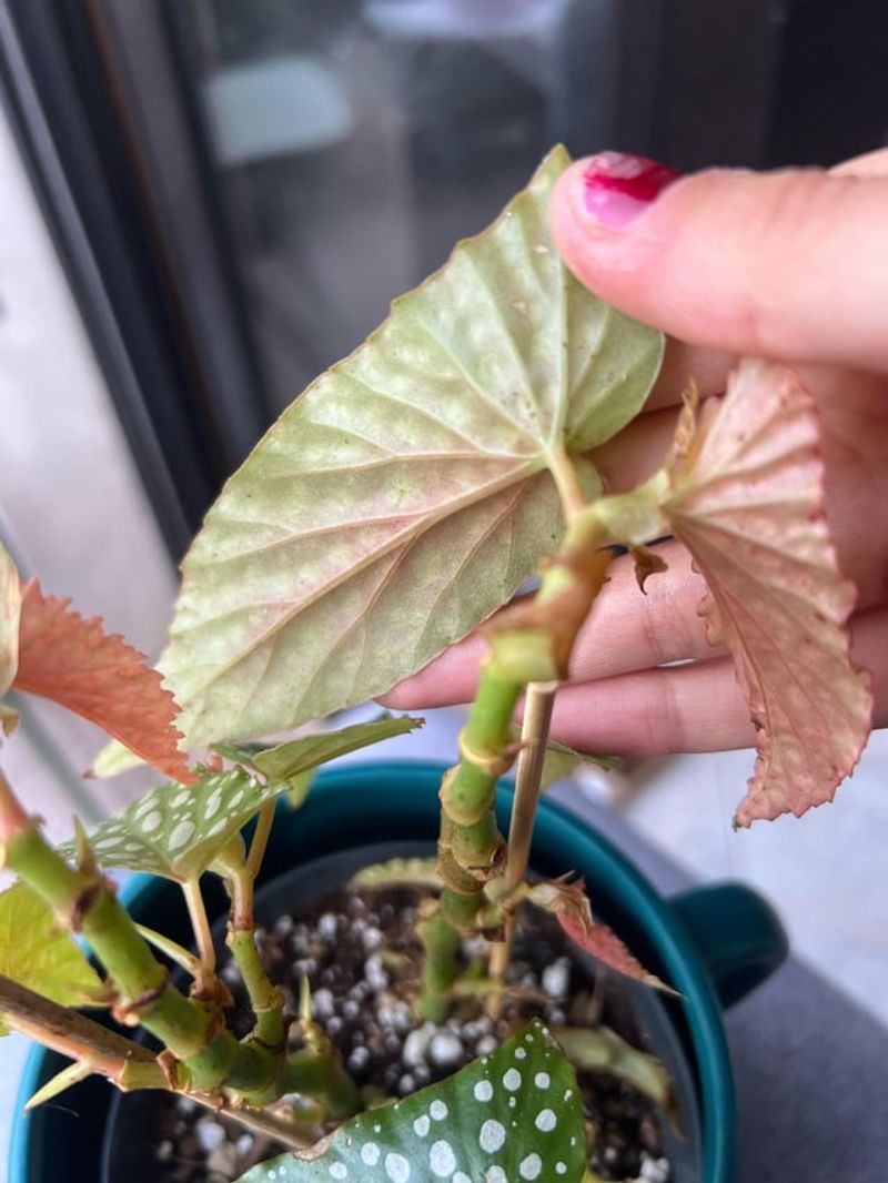 Rinse And Treat Foliage Before The Move