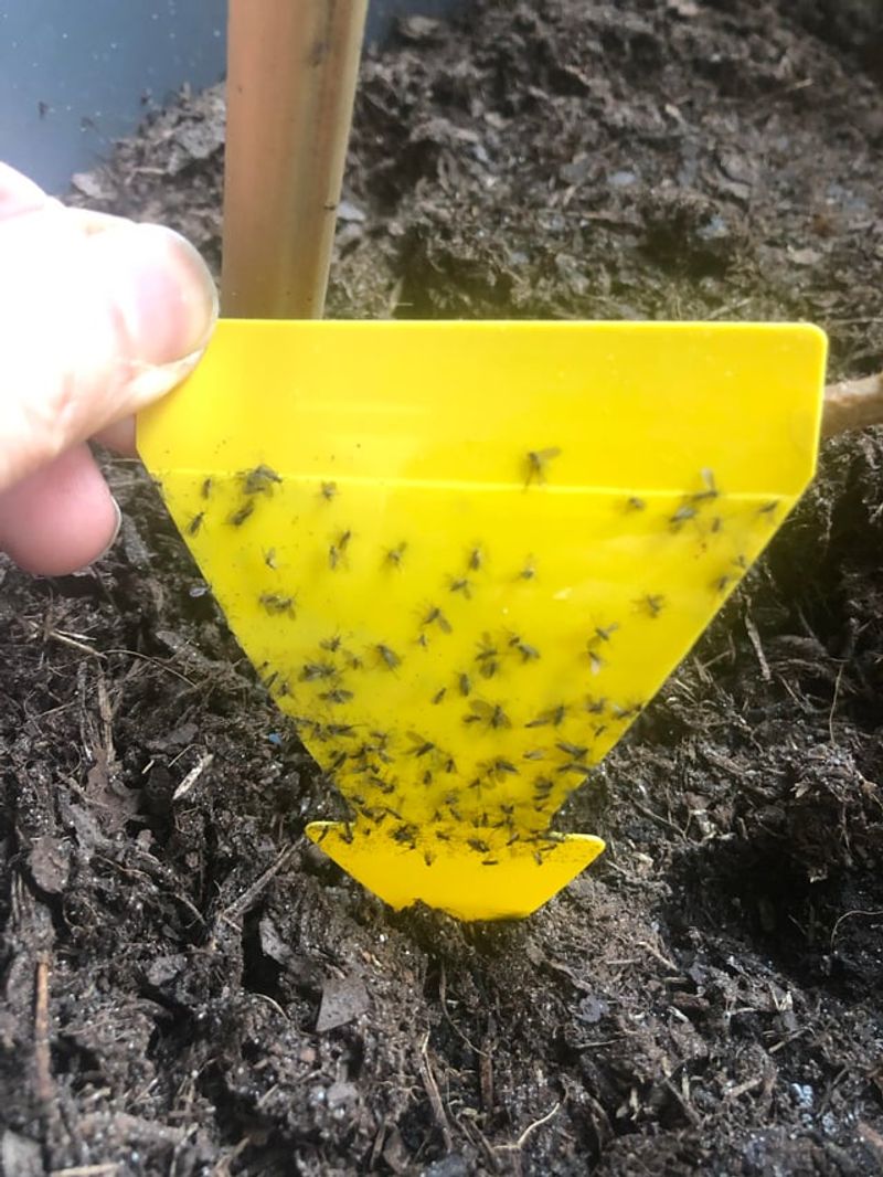 Rinse Away Sneaky Soil Critters