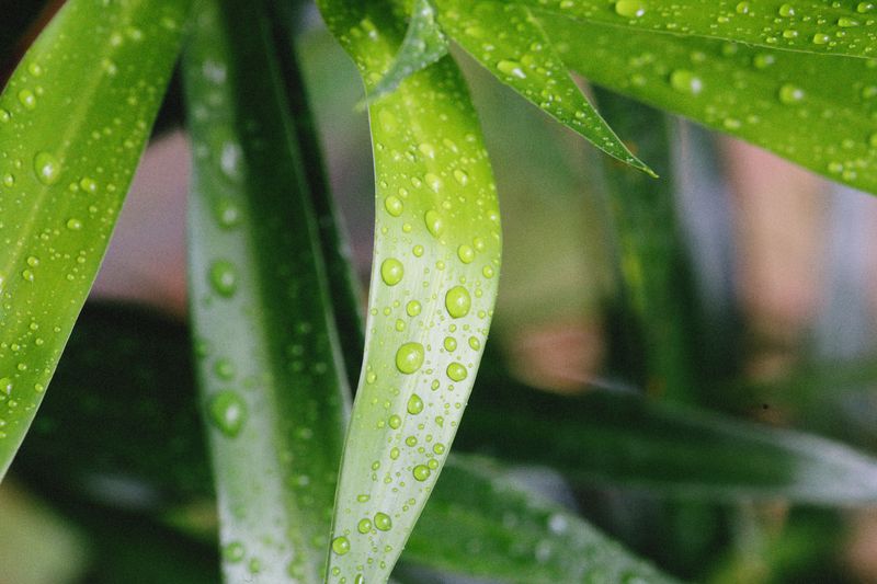 Rinse, Refresh, And Help New Leaves Bounce Back