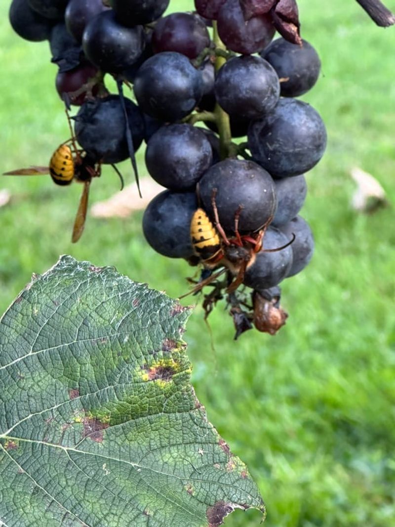 Ripe And Fallen Fruit Is Attracting Them Ripe And Fallen Fruit Is Attracting Them