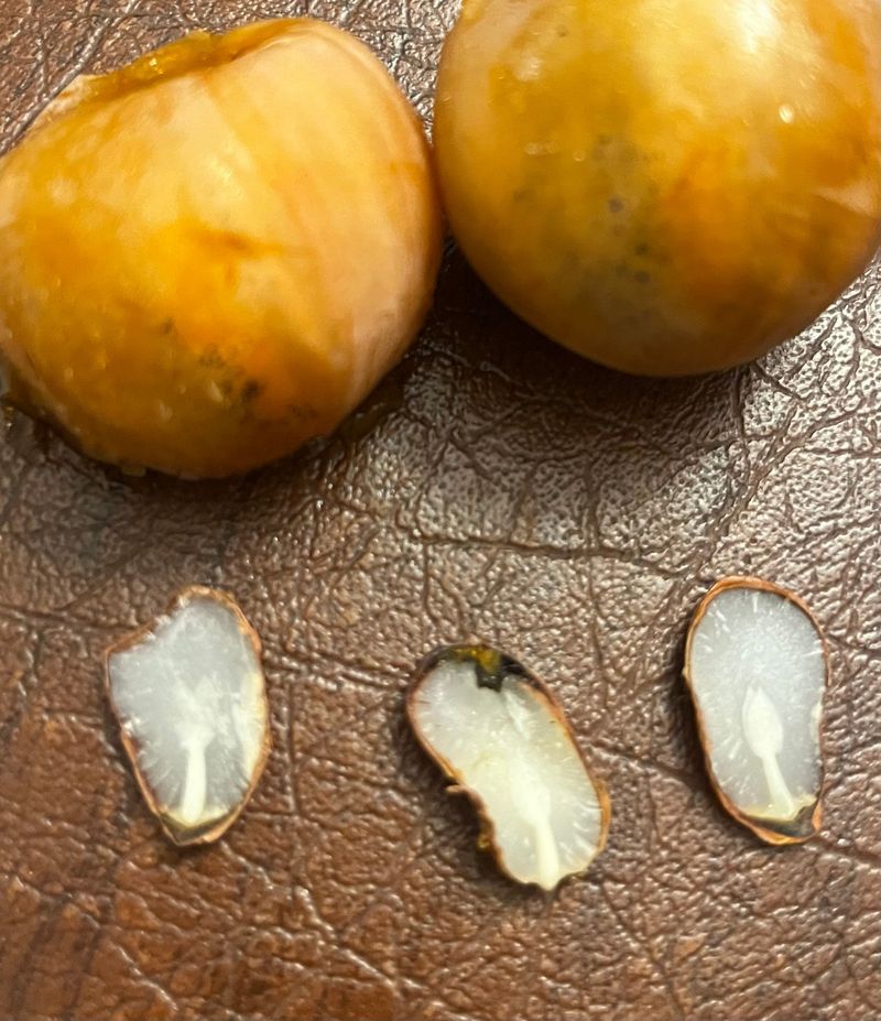 Ripe Fruit Makes The Seed Easier To Split
