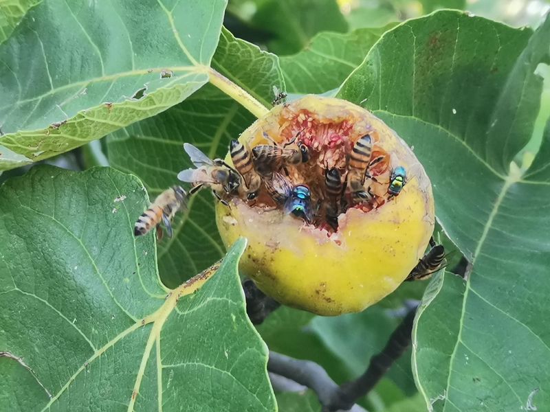 Ripe Fruit Releases Scents That Draw More Bees Nearby Ripe Fruit Releases Scents That Draw More Bees Nearby