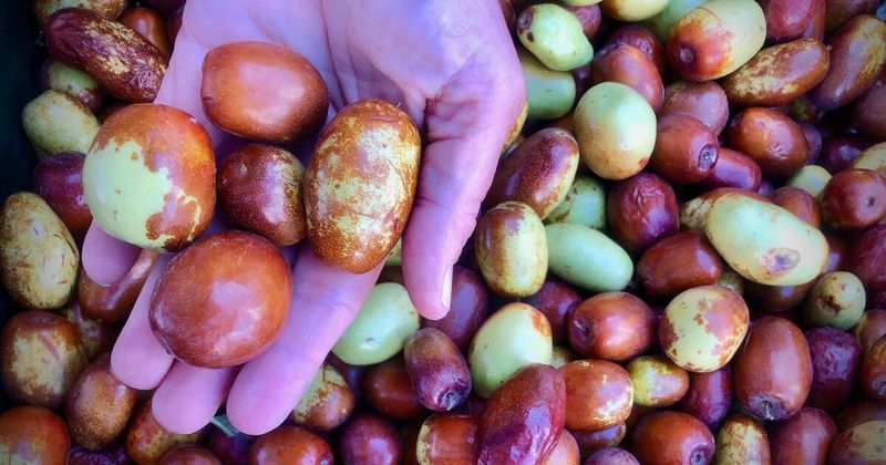 Ripe Jujubes Start Turning From Green To Brown Ripe Jujubes Start Turning From Green To Brown