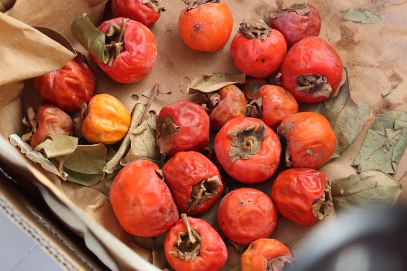 Ripe Persimmons Under The Tree Ripe Persimmons Under The Tree
