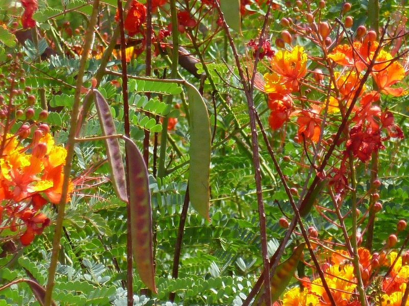 Ripe seeds call for a simple safety precaution