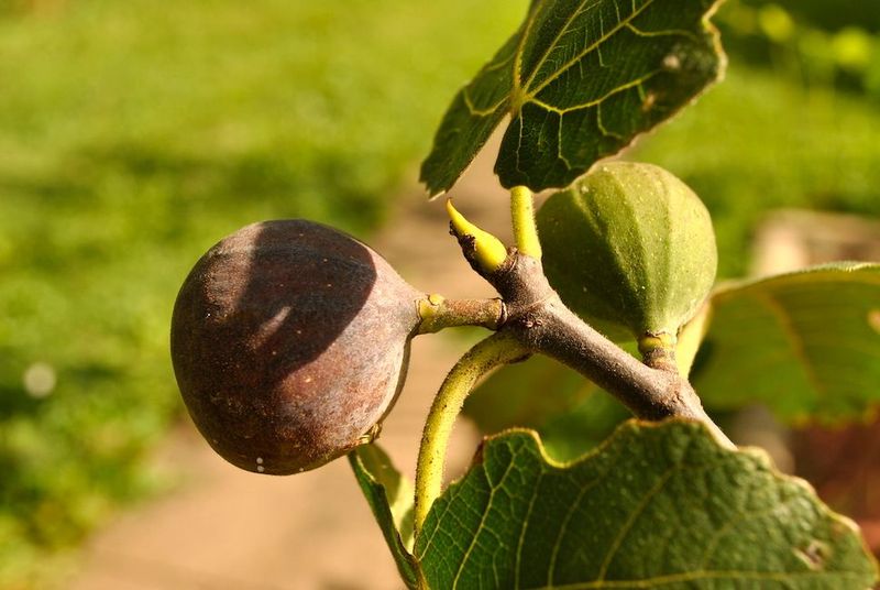 Ripening figs attract birds before harvest Ripening figs attract birds before harvest