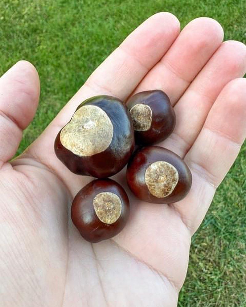 Risks For Animals Near Buckeye Trees