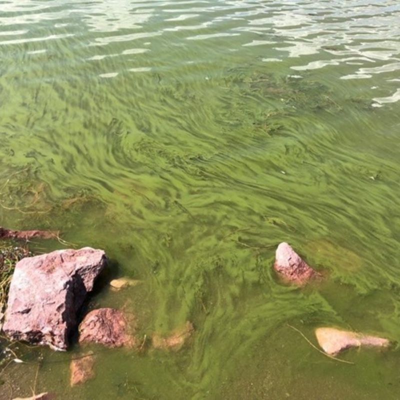 Risks For Pets, Livestock, And Swimmers